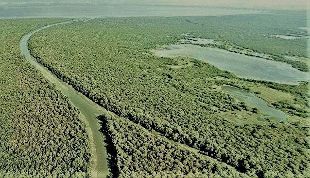 The Importance of Mangrove Restoration for India’s Coastal Communities