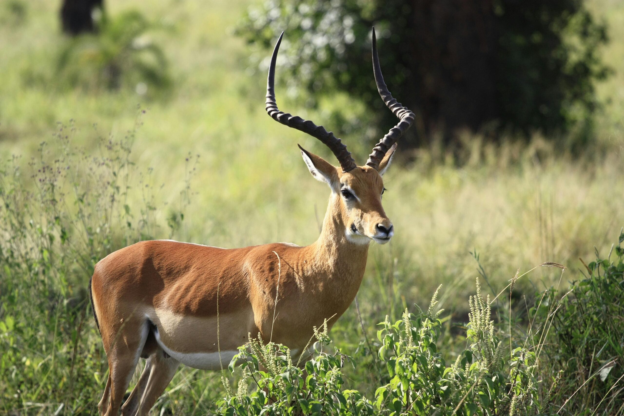 Wildlife Conservation in India: Balancing Development with Nature