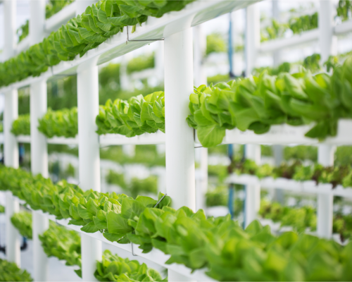 Can Vertical Farming Revolutionize Agriculture in India?