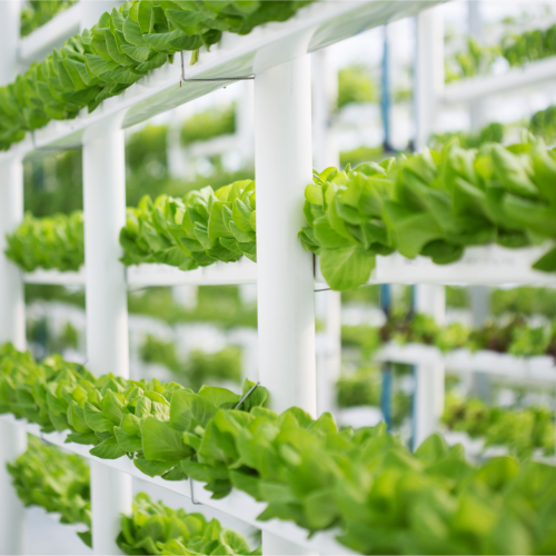 Can Vertical Farming Revolutionize Agriculture in India?