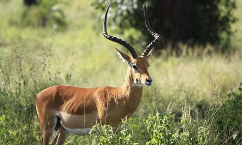 Wildlife Conservation in India: Balancing Development with Nature