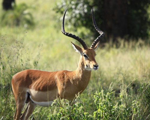 Wildlife Conservation in India: Balancing Development with Nature